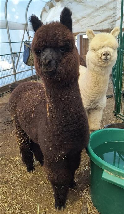 Brown & White Alpacas