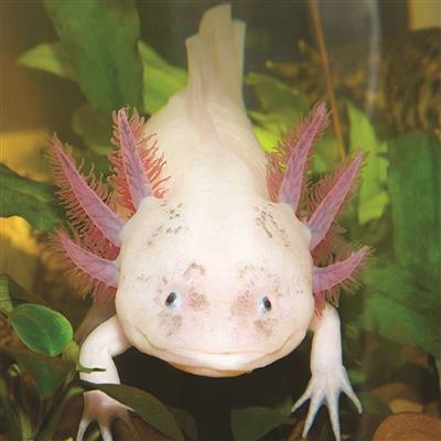 axolotl